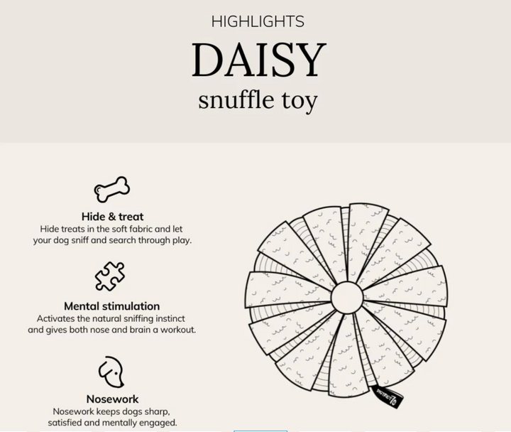 Daisy - Merengue | District 70 - Babelle