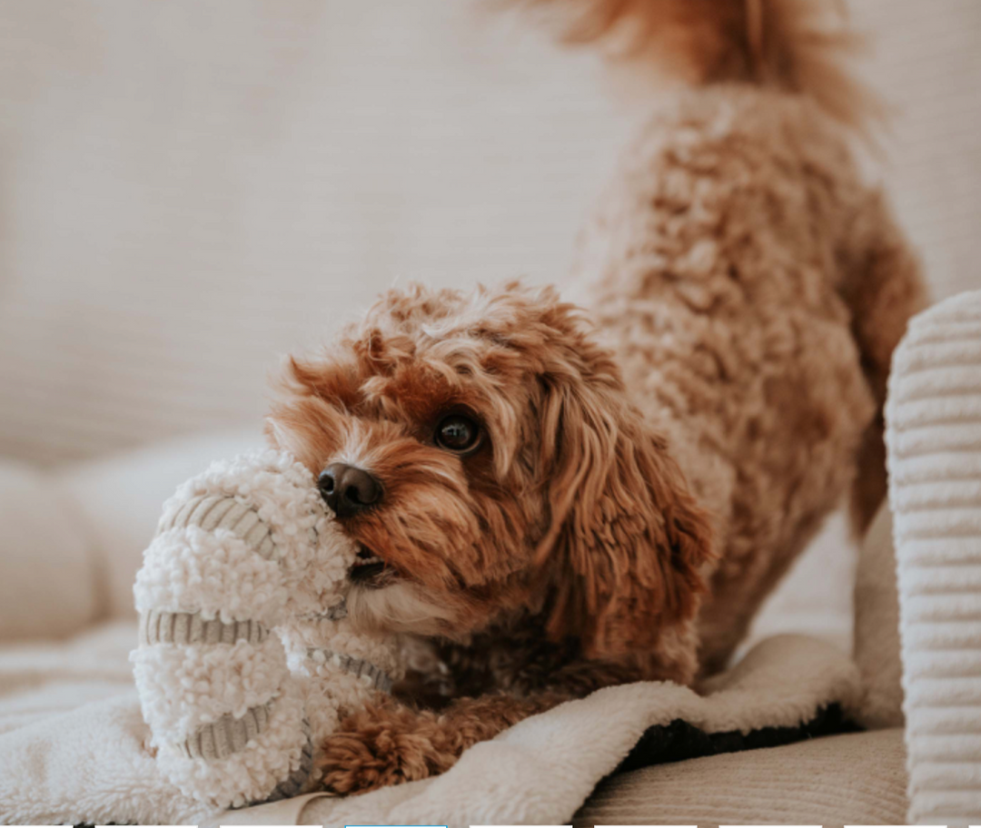 Daisy - Merengue | District 70 - Babelle