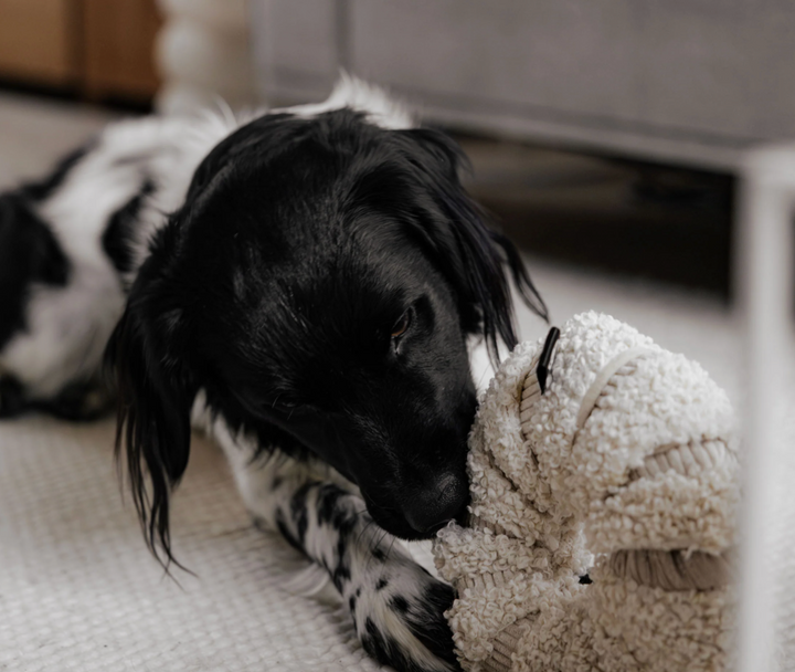 Daisy - Merengue | District 70 - Babelle