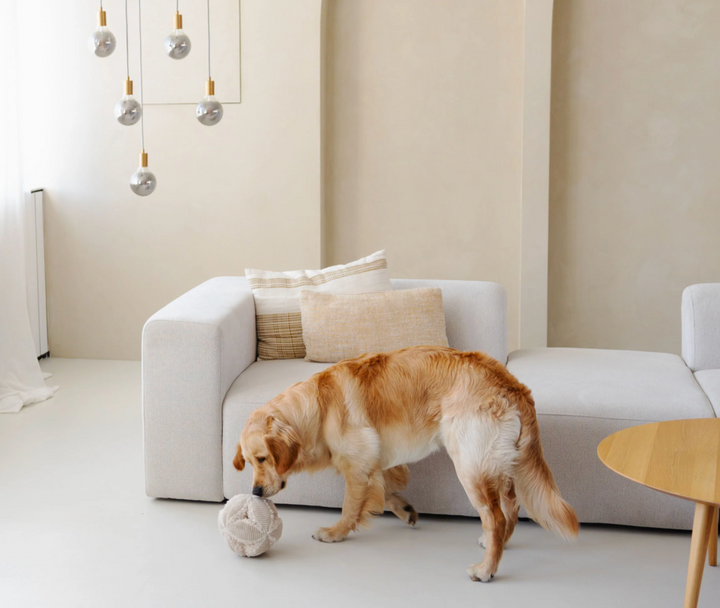 Bobby - merengue | District 70 - Babelle