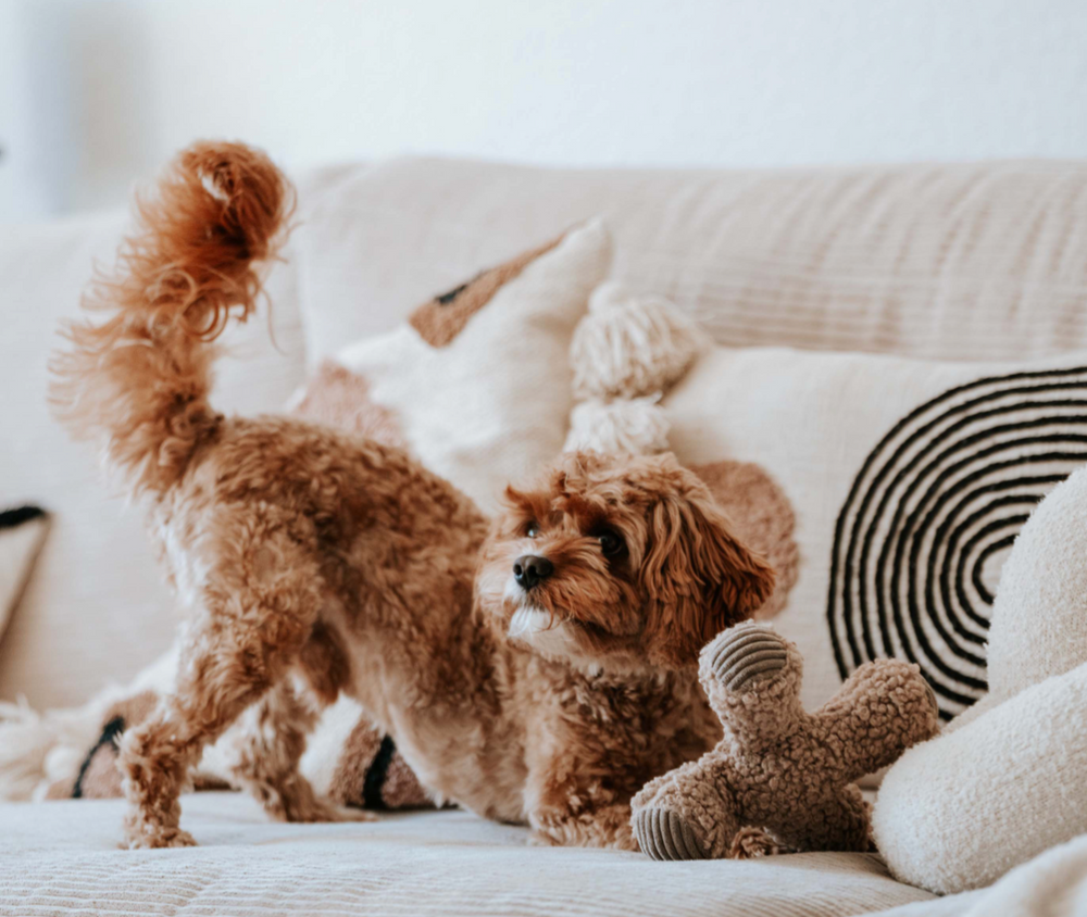 Ziggy - Taupe | District 70 - Babelle