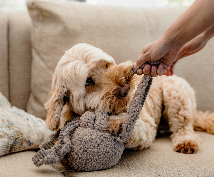 Squid - Taupe | District 70 - Babelle