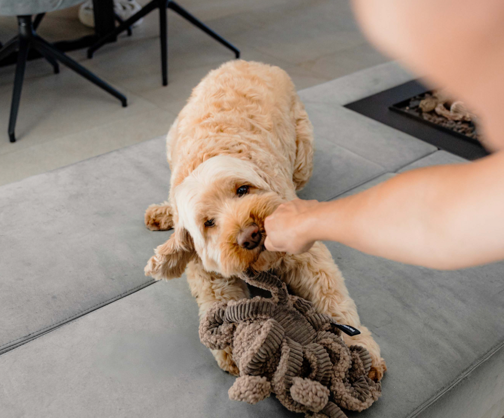 Squid - Taupe | District 70 - Babelle