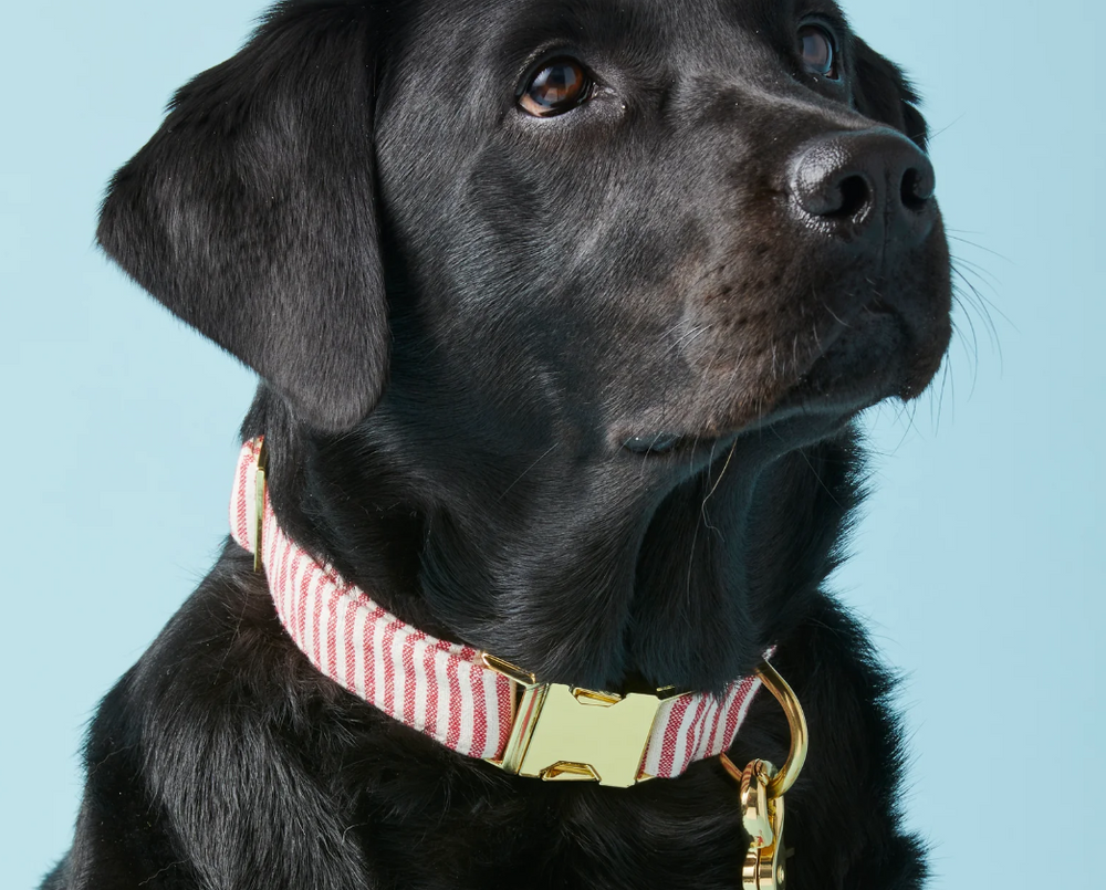 Red Stripe Collar | The Foggy Dog - Babelle