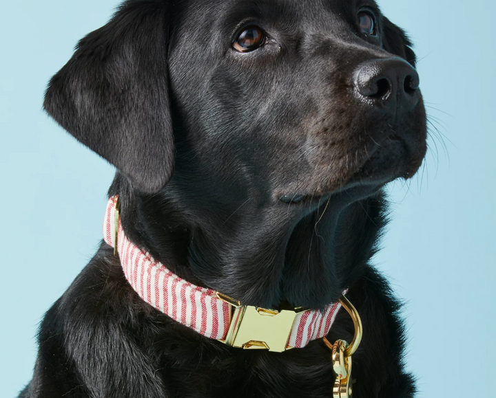 Red Stripe Collar | The Foggy Dog - Babelle