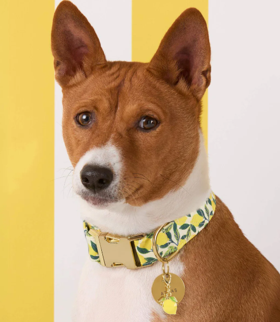 Lemon Zest Collar | The Foggy Dog - Babelle