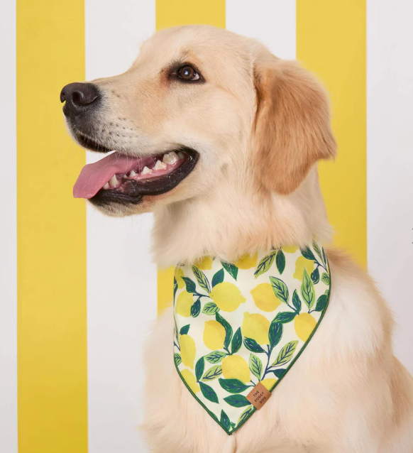 Lemon Zest Bandana | The Foggy Dog - Babelle