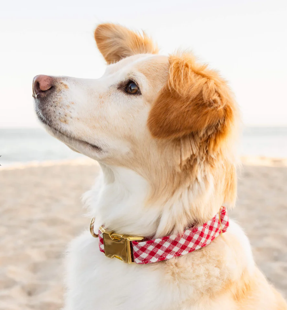 Red Gingham Collar | The Foggy Dog - Babelle