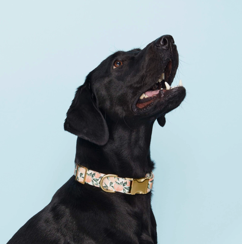 Peaches Collar | The Foggy Dog - Babelle