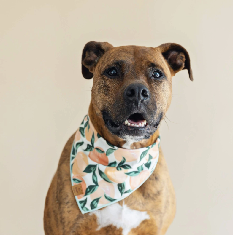 Peaches Bandana | The Foggy Dog - Babelle