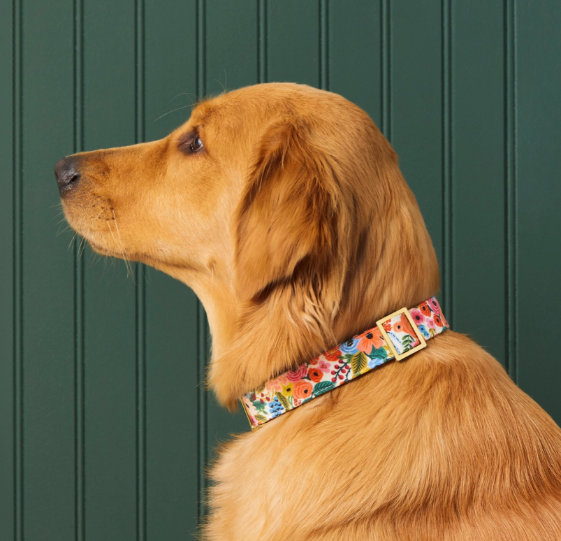 Garden Party Collar | The Foggy Dog - Babelle