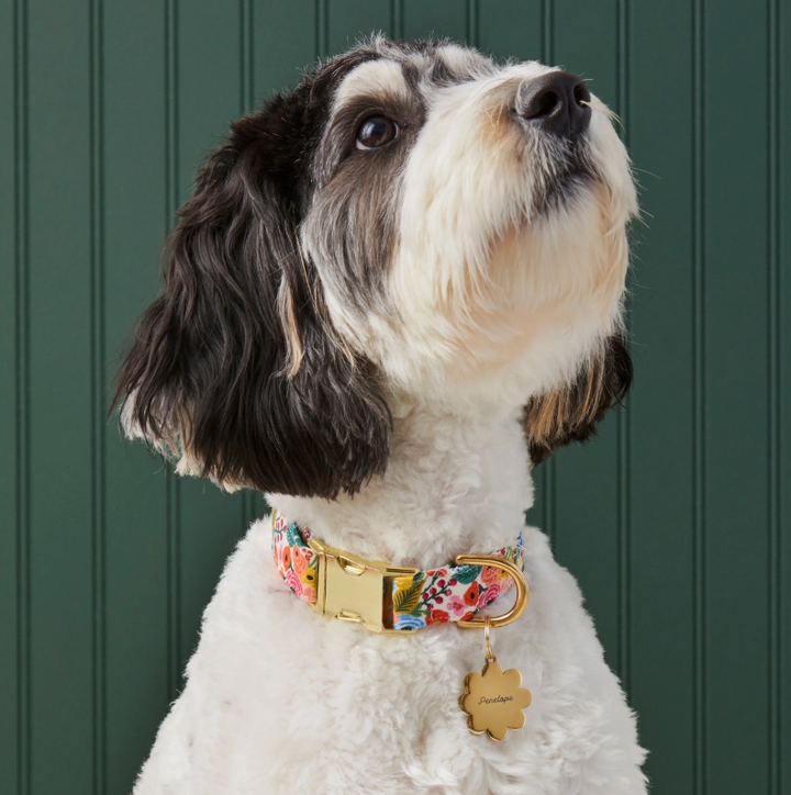 Garden Party Collar | The Foggy Dog - Babelle