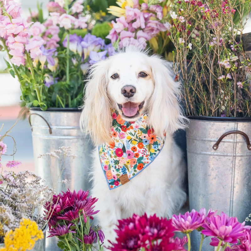 Garden Party Bandana | The Foggy Dog - Babelle