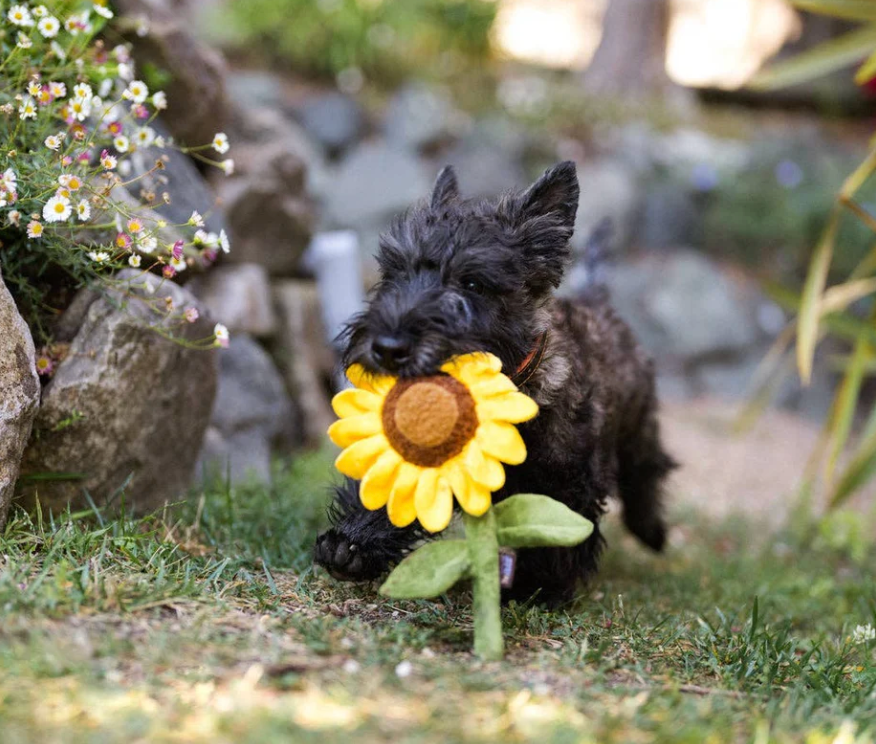 Sunflower | P.L.A.Y. - Babelle