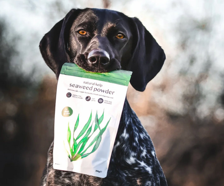Kelp Seaweed | Fettle - Babelle