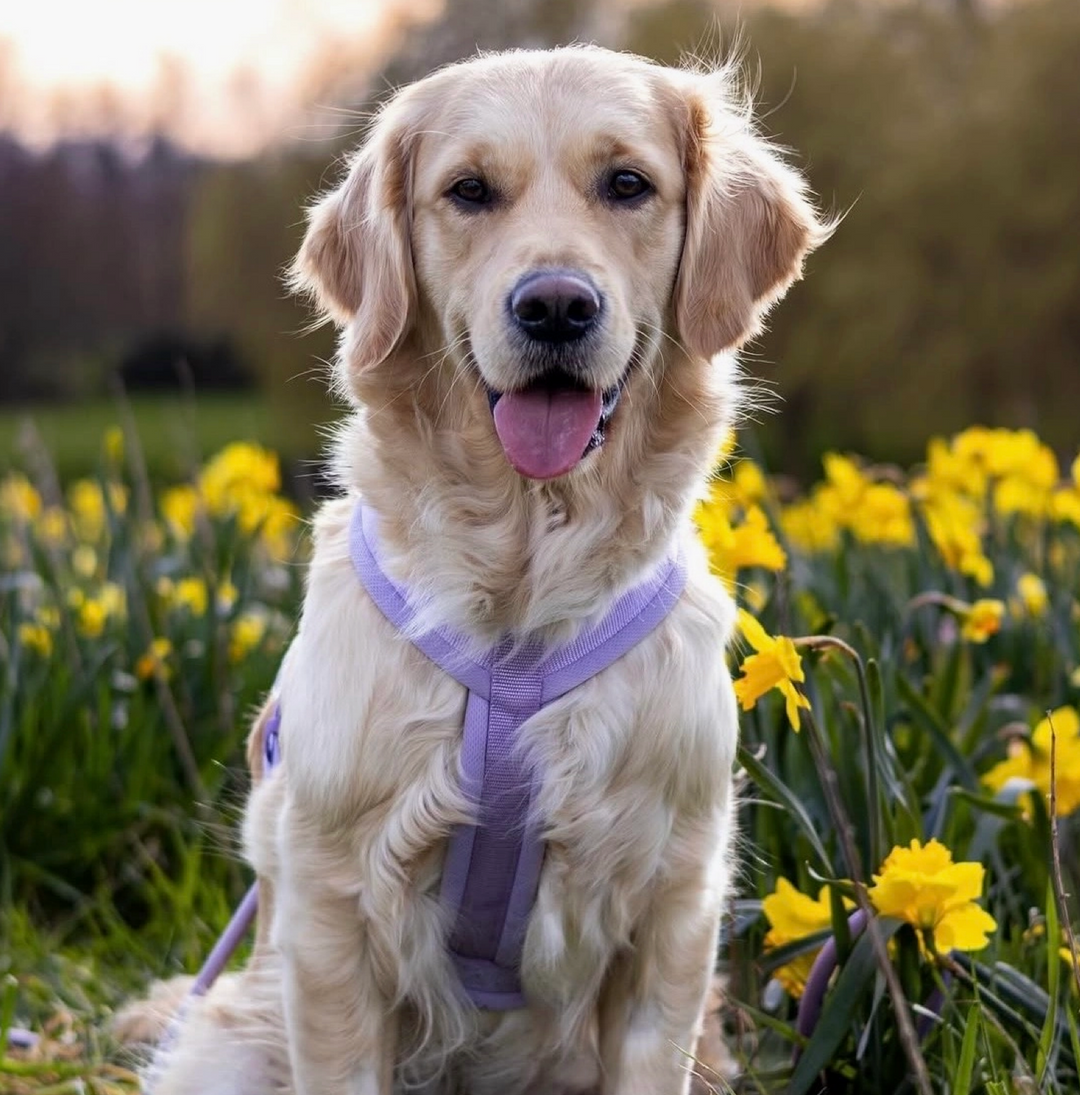 Lavender Comfort Harness| Furlou