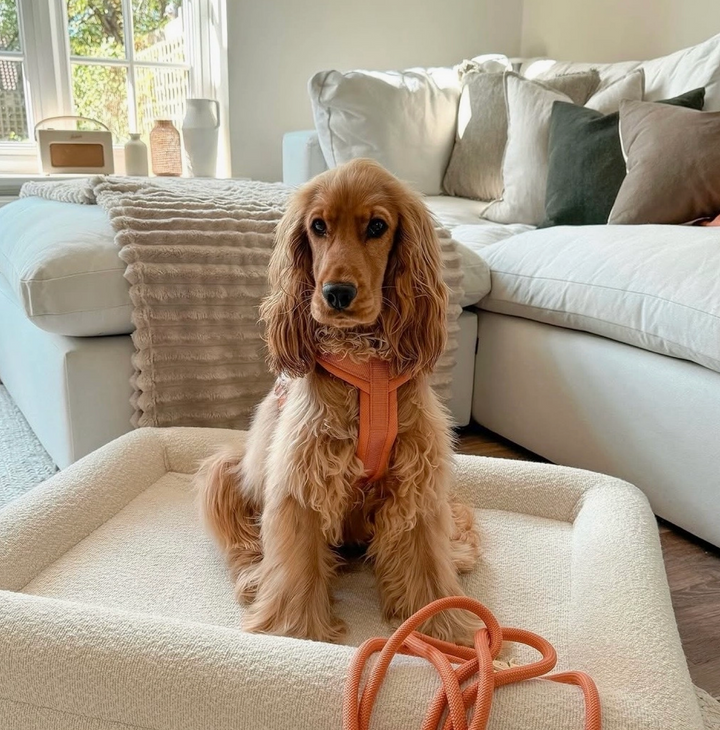 Terracotta Comfort Harness| Furlou