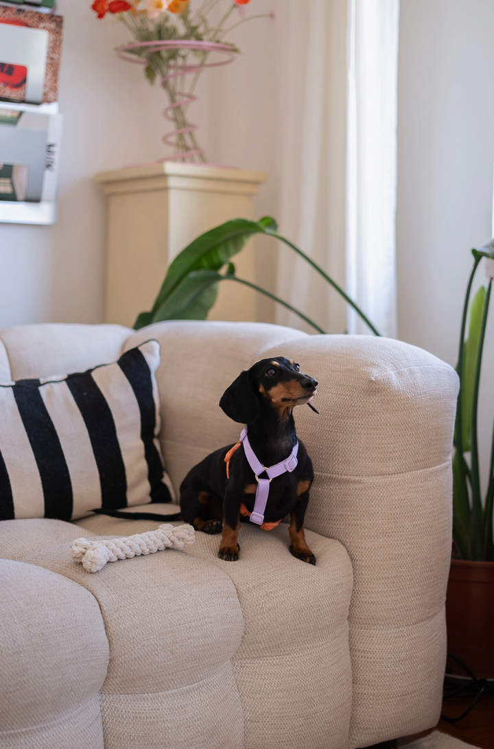 Lavender & Terracota Harness| Furlou