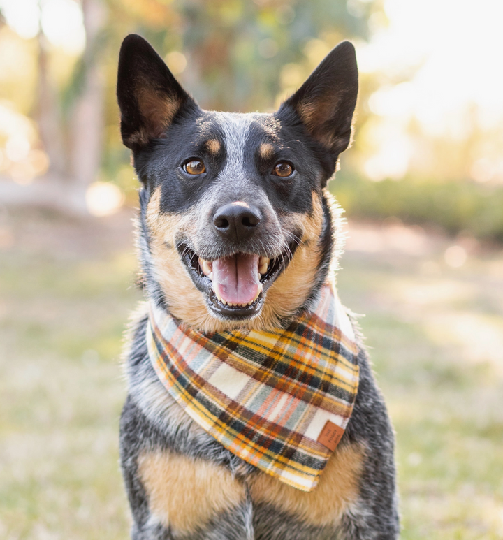 Cornucopia Flannel Bandana | The Foggy Dog