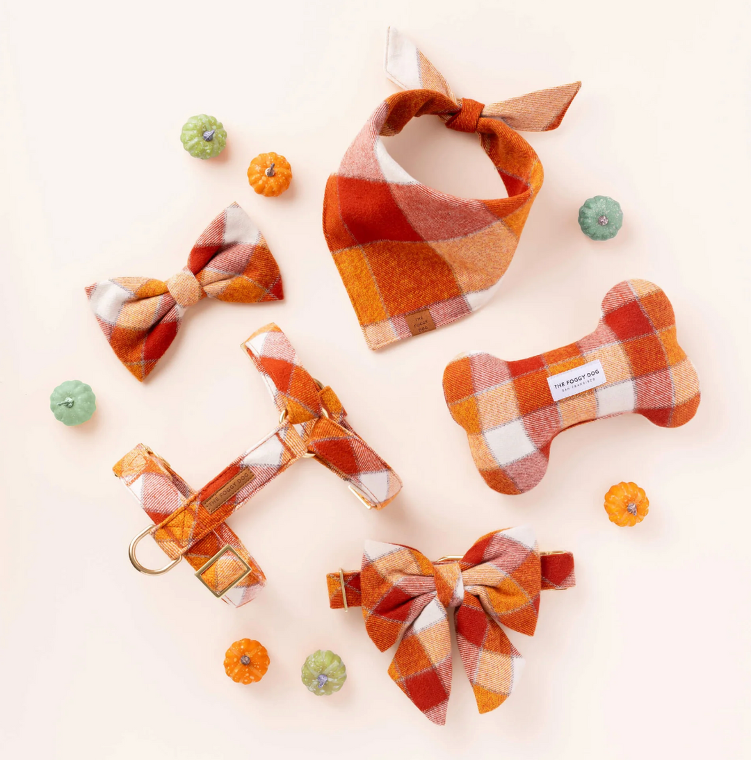 Pumpkin Spice Collar | The Foggy Dog