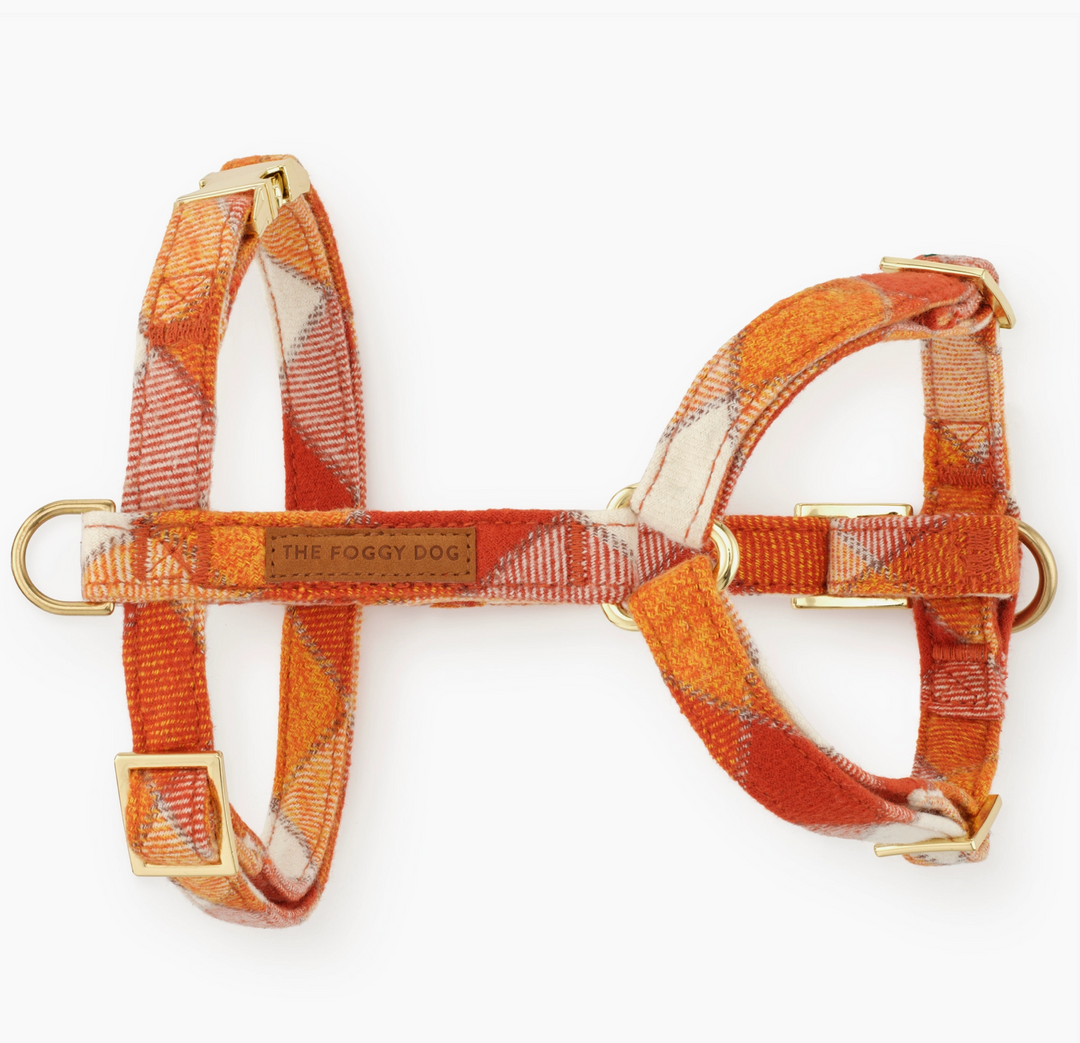 Pumpkin Spice Harness| The Foggy Dog