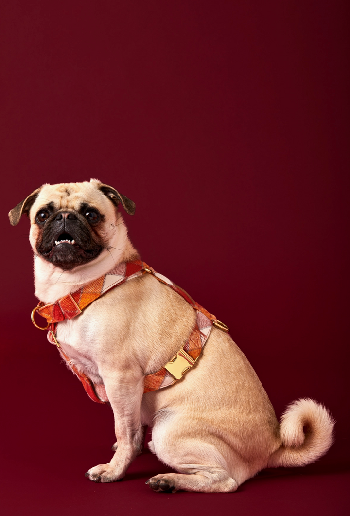 Pumpkin Spice Harness| The Foggy Dog