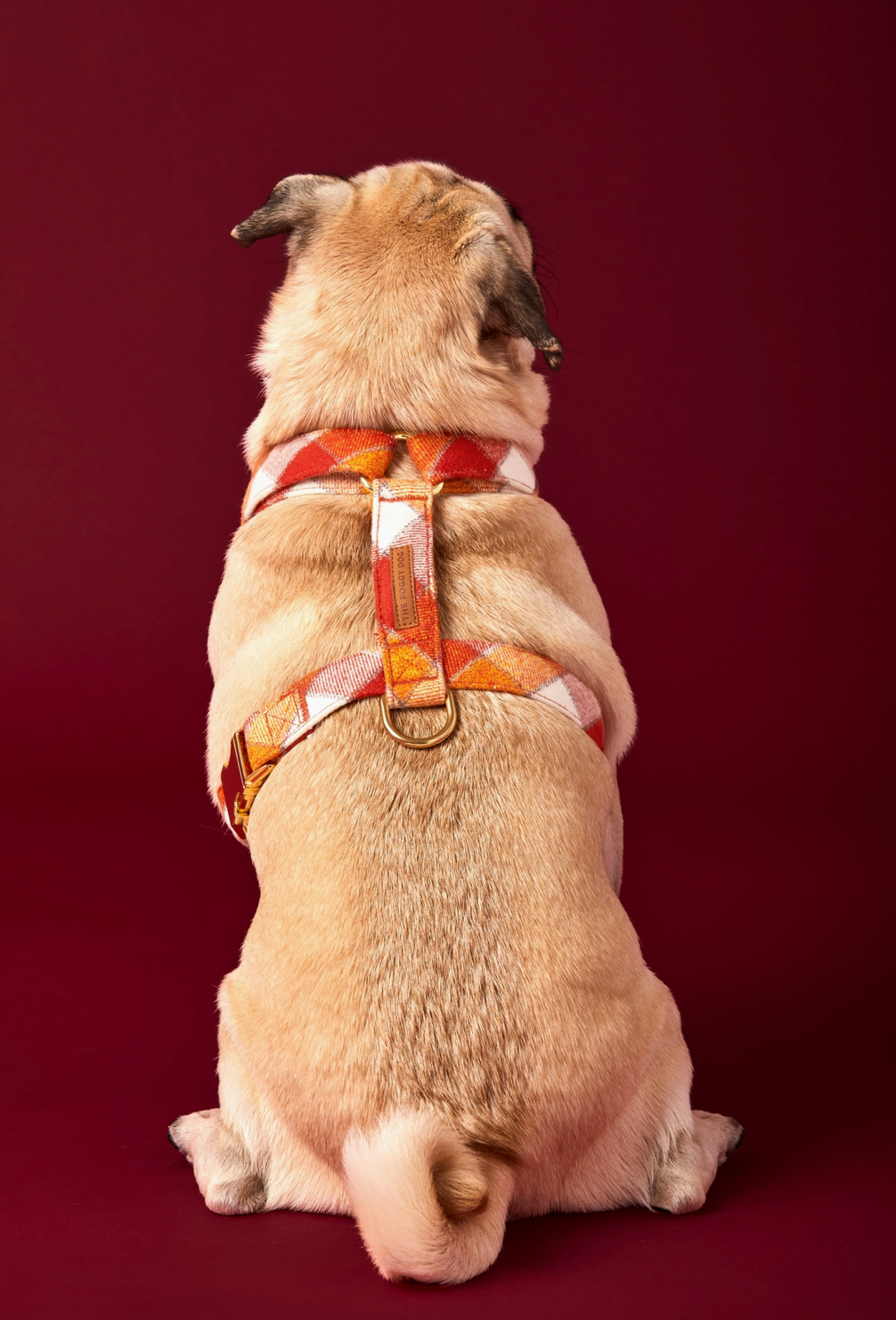 Pumpkin Spice Harness| The Foggy Dog