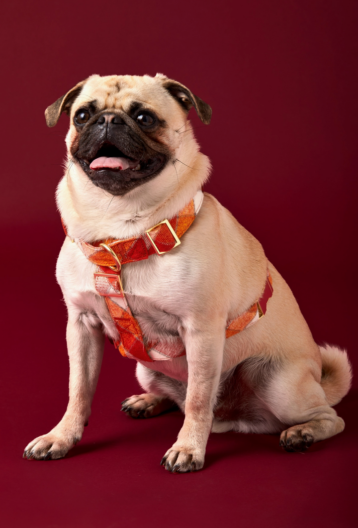Pumpkin Spice Harness| The Foggy Dog