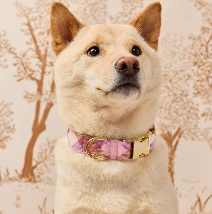 Bramble Flannel Collar | The Foggy Dog