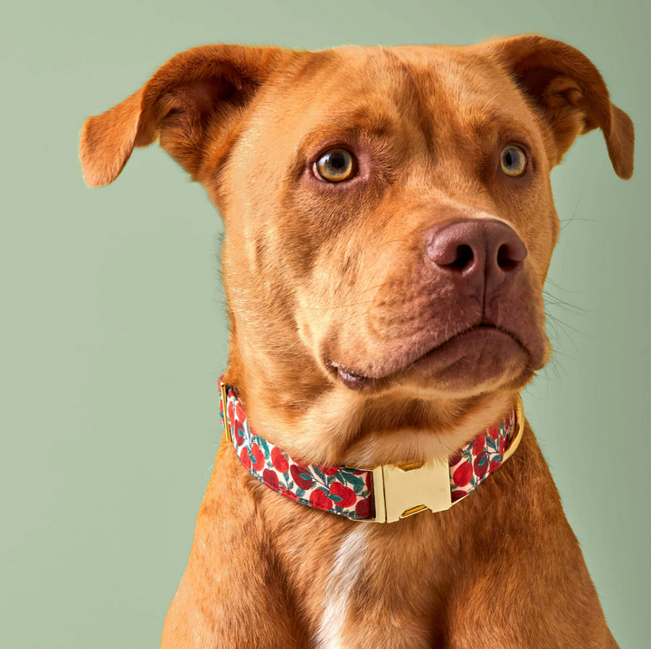 Apple Of My Eye Collar | The Foggy Dog