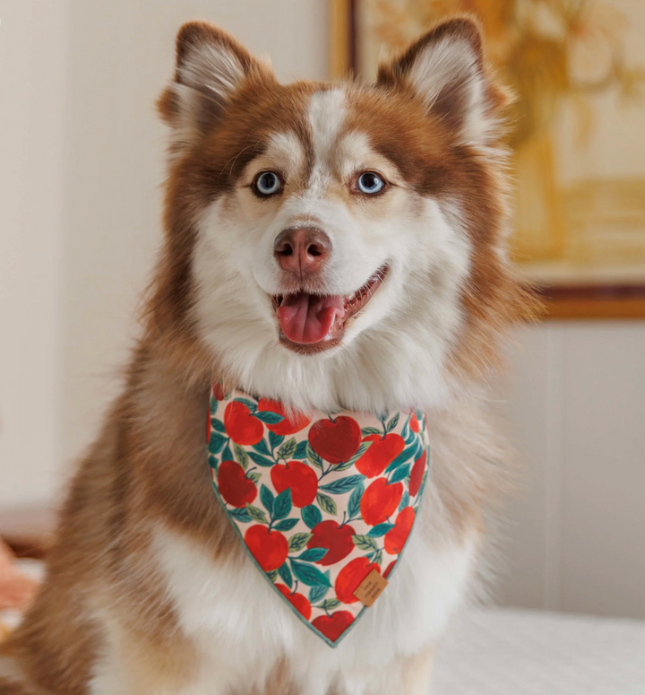 Apple Of My Eye Bandana | The Foggy Dog