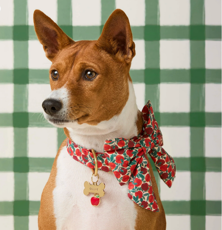 Apple Of My Eye Bow | The Foggy Dog