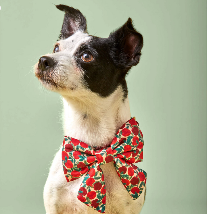 Apple Of My Eye Bow | The Foggy Dog