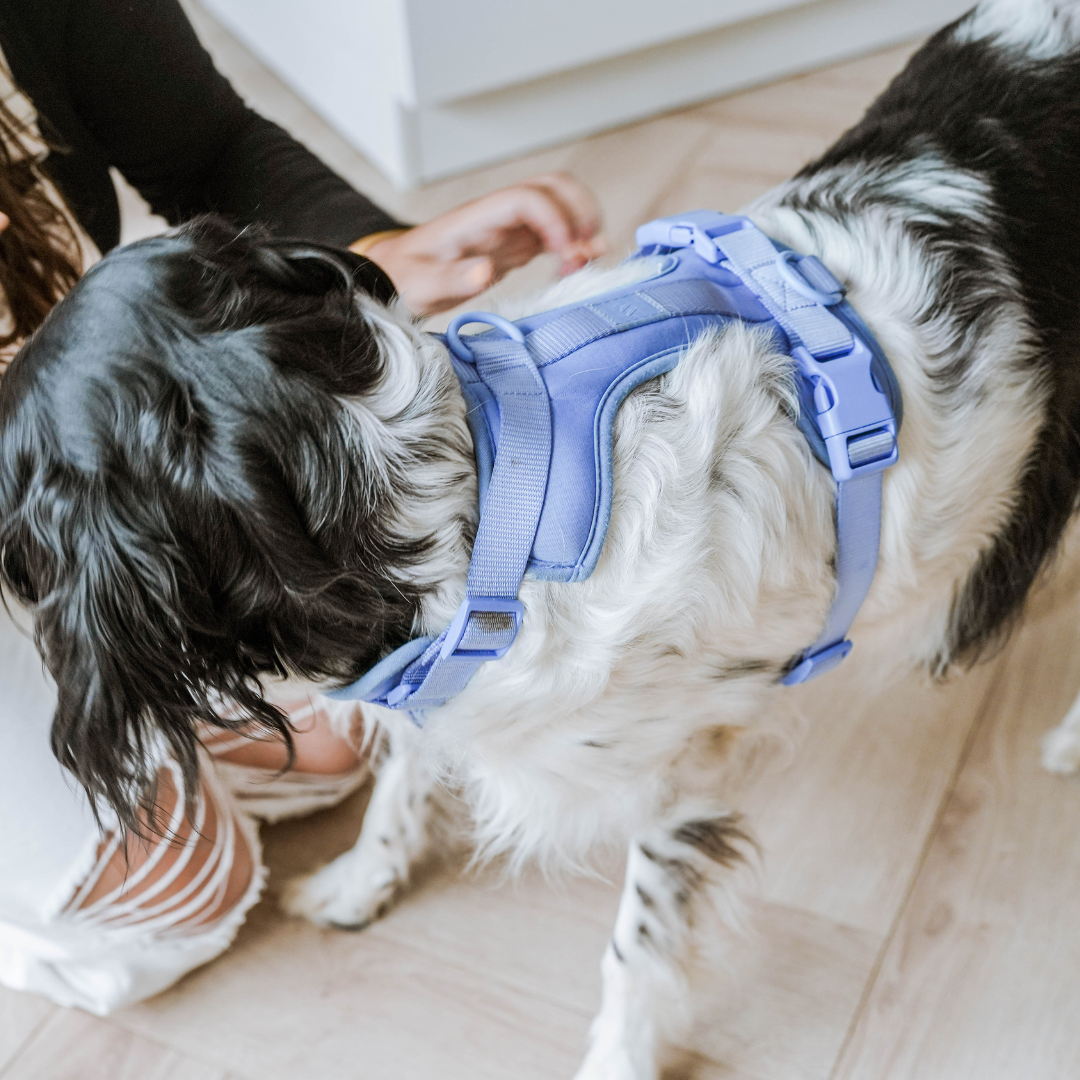 Moonstone Harness | Wild One - Babelle