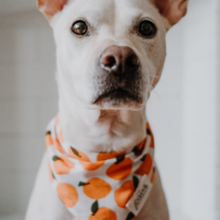 Load image in Gallery view, Bandana Fresh Pick | The Paws - Babelle
